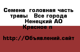 Семена (головная часть))) травы - Все города  »    . Ненецкий АО,Красное п.